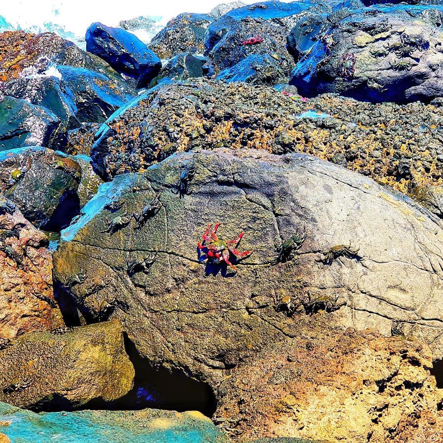 El Burrero "The Red Crab Studio" By Bbhome At Gran Canaria Airport - Wifi 300 Mbps المظهر الخارجي الصورة